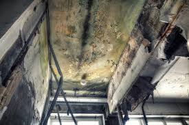 Best Mold Damage Restoration  in Homewood, IL